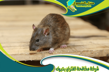 شركة مكافحة الفئران بتبوك