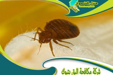 شركة مكافحة البق بتبوك