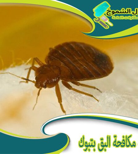 شركة مكافحة البق بتبوك