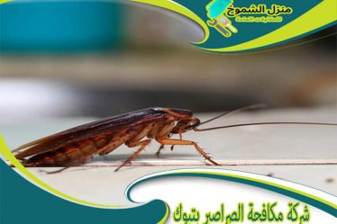 شركة مكافحة الصراصير بتبوك