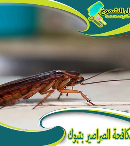 شركة مكافحة الصراصير بتبوك