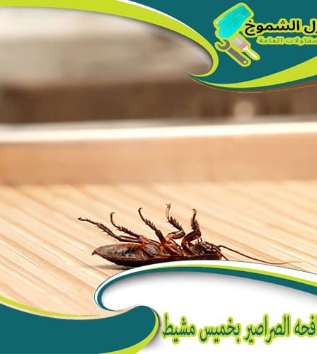 شركة مكافحة الصراصير بخميس مشيط
