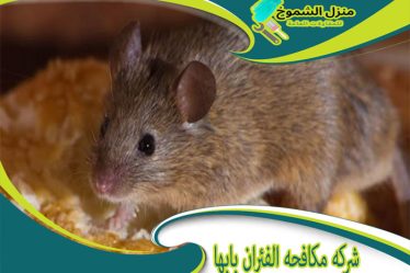 شركة مكافحة الفئران بابها