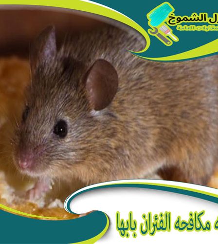 شركة مكافحة الفئران بابها