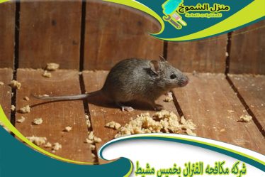 شركة مكافحه الفئران بخميس مشيط