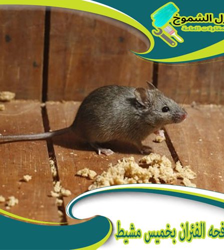شركة مكافحه الفئران بخميس مشيط
