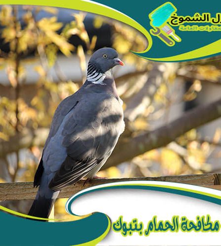شركة مكافحة الحمام بتبوك